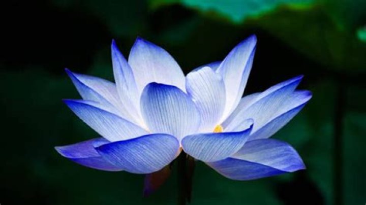 All Information About Blue Lotus Flower